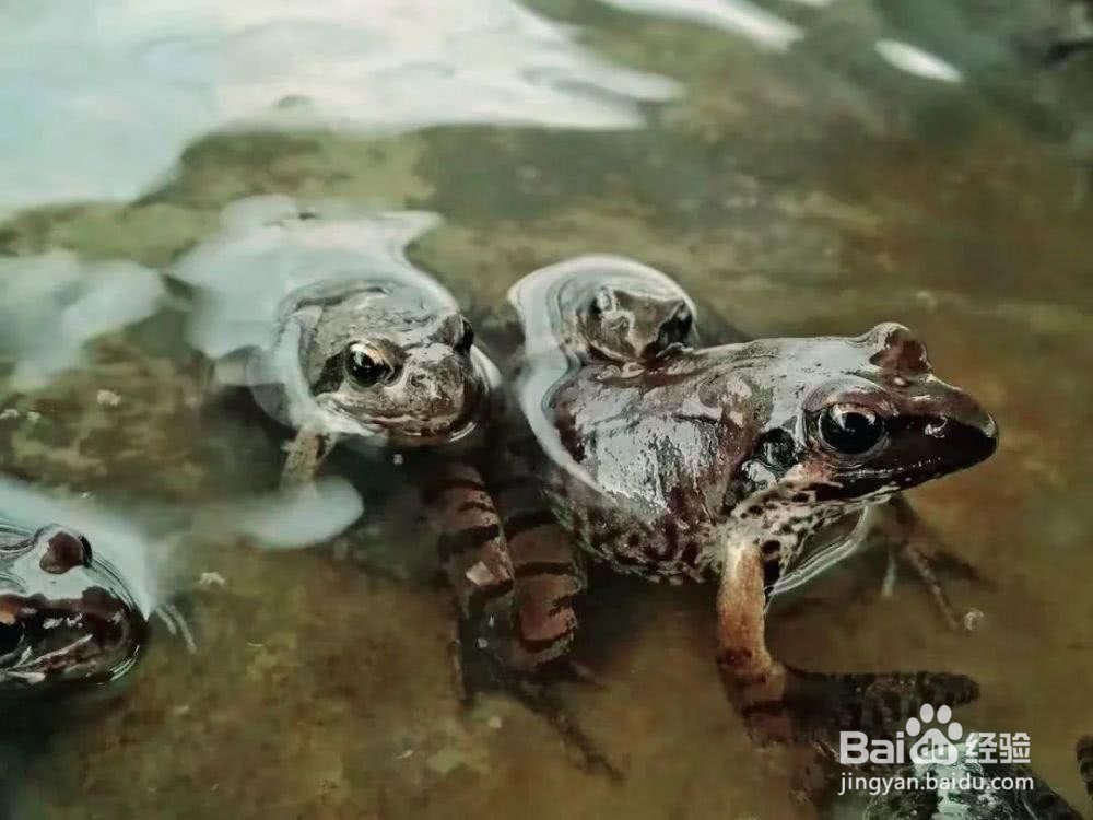 雪哈是怎么来的