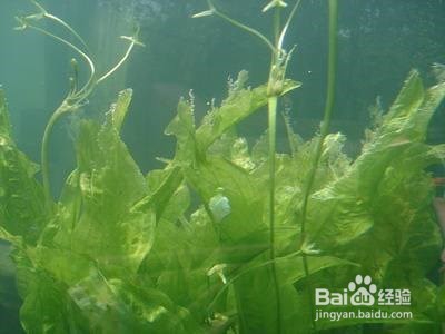 沉水植物种植方法