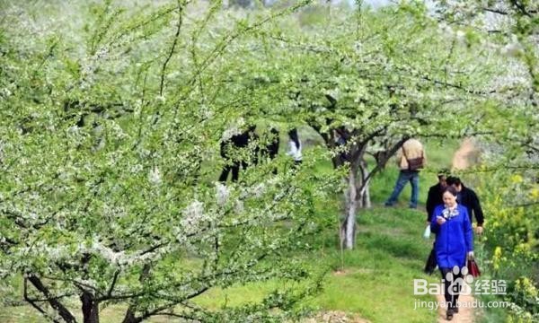 盛花期来了!成都周边6处赏花秘境