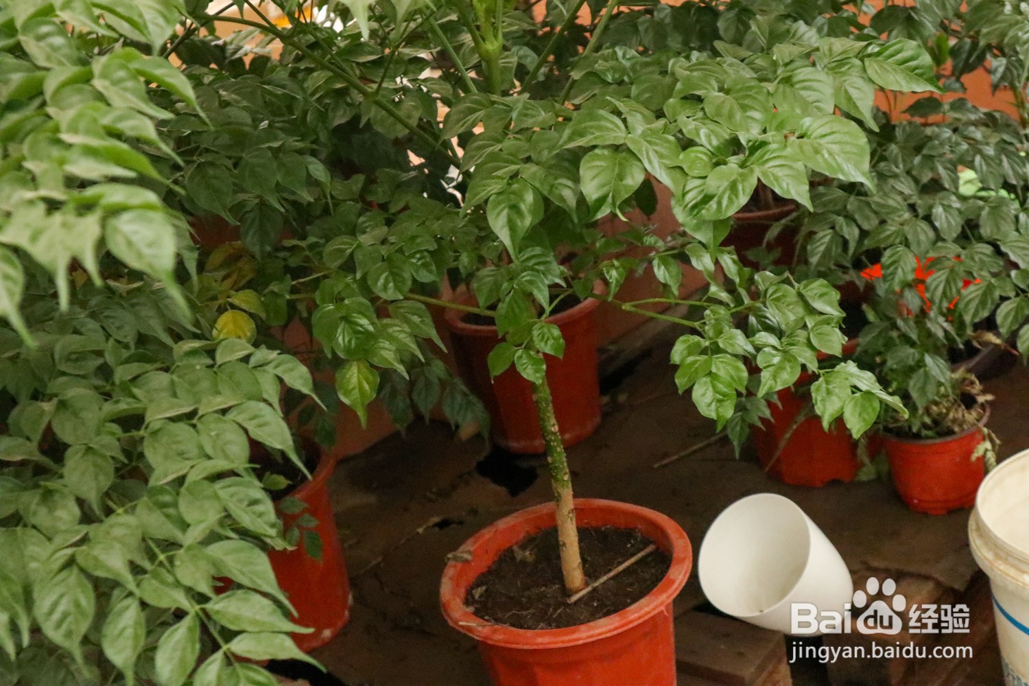 干枯的幸福树咋复活