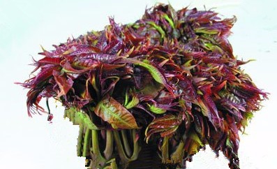 您知道吃食香椿芽不当可致癌吗
