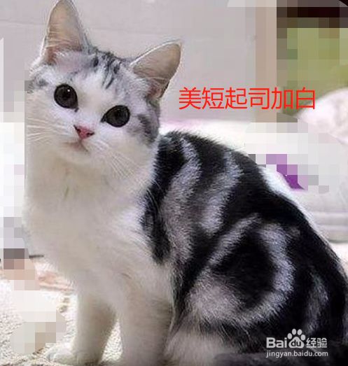 美短品种图解 百度经验 美短品种图解 百度经验