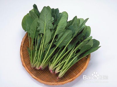 菠菜苗如何培育？