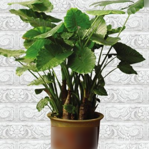 滴水观音冬天怎么养?