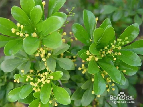 室内养哪些植物比较好