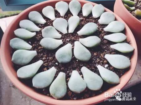 99%的花都死于这1点，看了保花不死！