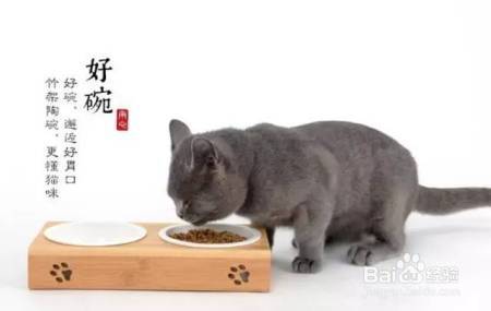 家庭和谐养猫,这些你都做对了吗?
