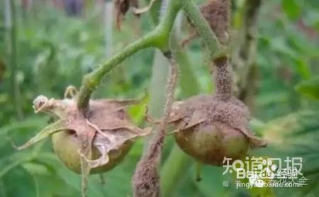 看花看叶看茎，花出了啥毛病，一眼就能看出来！