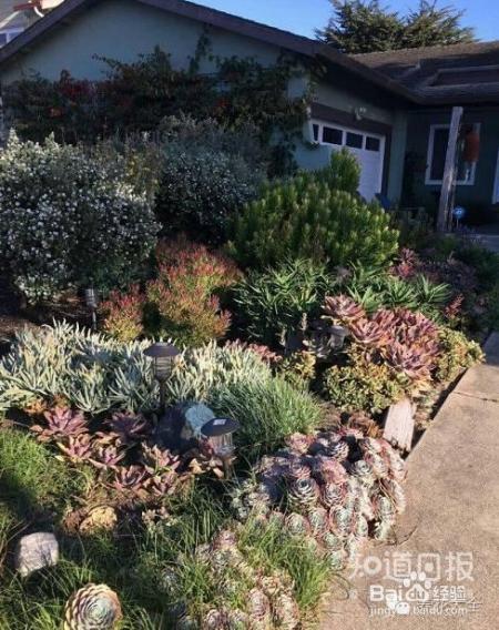 双十一剁手的钱省下来，可以建一个多肉花园了！