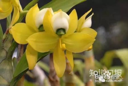 100种兰花品种图鉴，花开瞬间，艳冠群芳！
