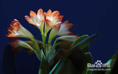 君子兰长得歪开花少颜值低,用这几招治愈你的养花强迫症