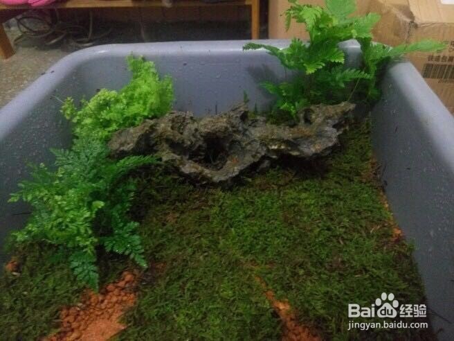 假山上的青苔如何培育