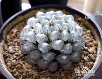 介绍可爱的玉露