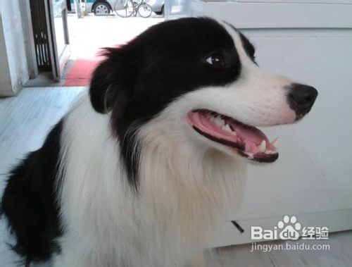学会护理狗狗的牙齿