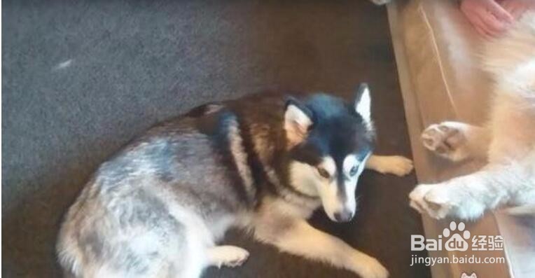 哈士奇吃醋不服，凭什么只抱阿拉斯加睡觉不抱我