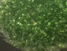 太极豆腐的做法