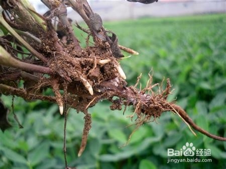 花生根的功效与作用及食用方法