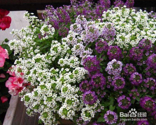 香雪球种植方法？