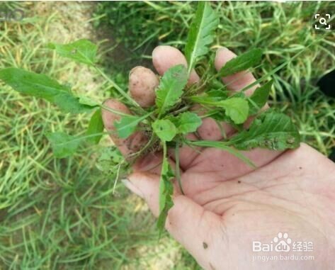 春天的野菜怎么做馅料
