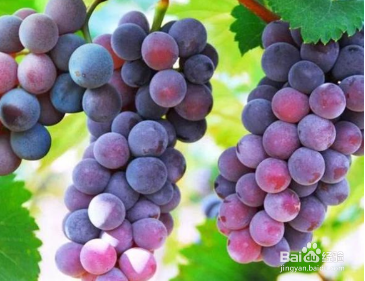 自制葡萄酒家庭版教程