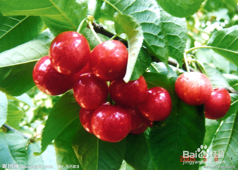 #水果#怎么样选购樱桃
