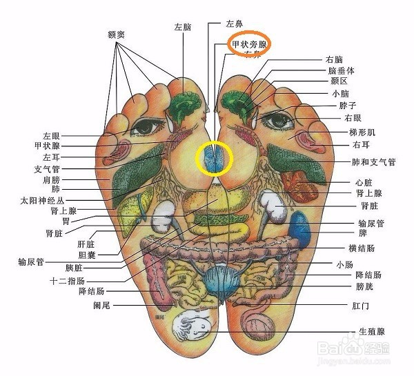 通过按摩调理便秘
