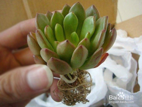 怎样养多肉植物？