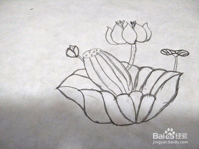 简笔画-荷花的简单画法