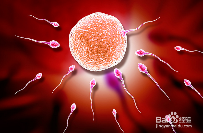 精子和卵子结合需要多长时间可以怀孕