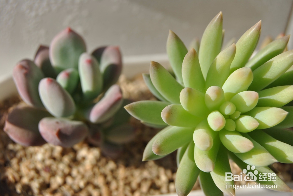多肉植物的懒人叶插方法及养护小窍门