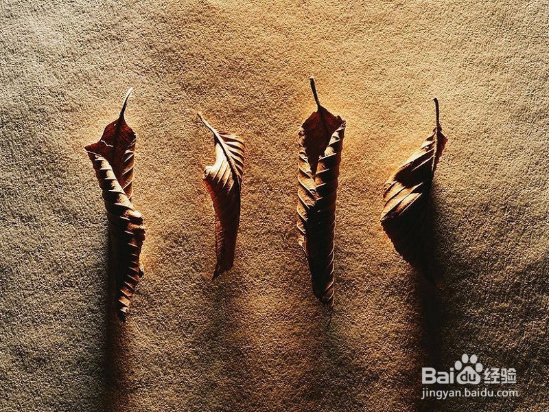 如何保持植物标本的颜色