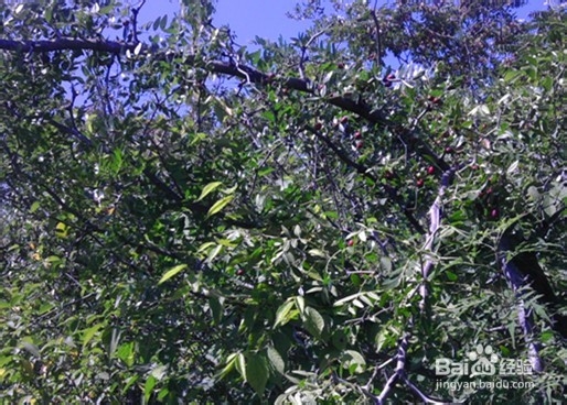 怎样做一个有环保意识的文明人