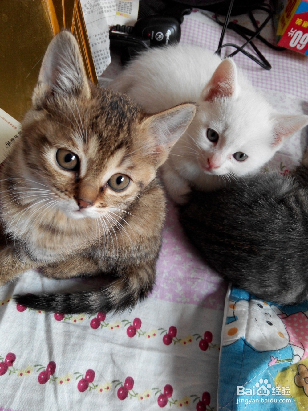 预防猫抓伤以及伤口处理