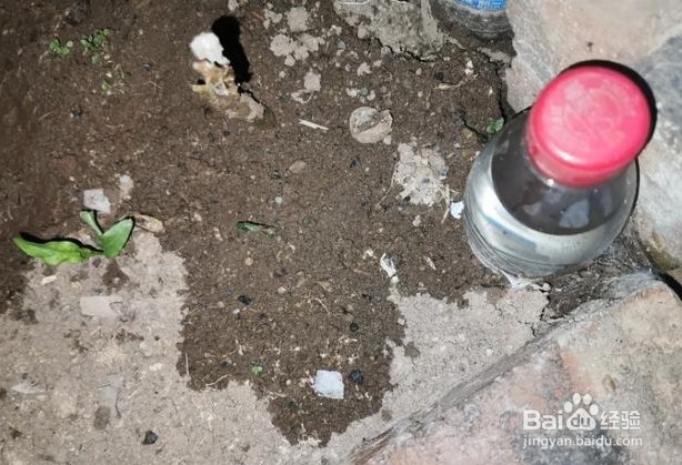 因事外出时家里种植的花无人浇水怎么办?