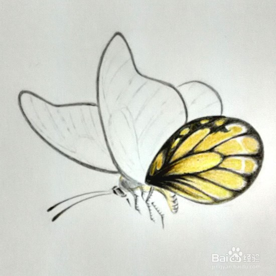 蝴蝶的画法-彩铅手绘