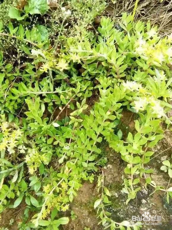 6种花家家必养，小病小痛用得上，药费都省了