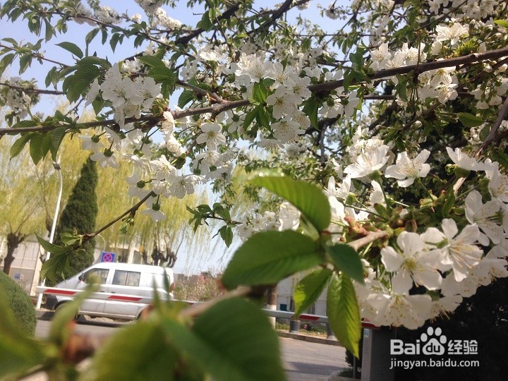 怎样用智能手机将植物花拍出一幅画