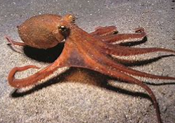 动物的分类方法有几种