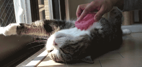 训练猫猫不如学会跟猫猫沟通!