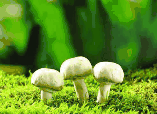 【抽象代数】分圆多项式