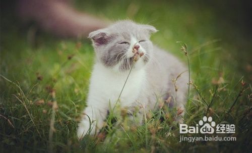 如何正确网购英国短毛猫？