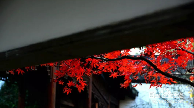 杭州哪里的枫叶最美