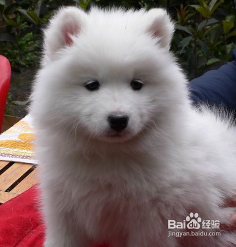 萨摩耶幼犬怎么养