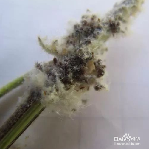 西府海棠的常见害虫及整治