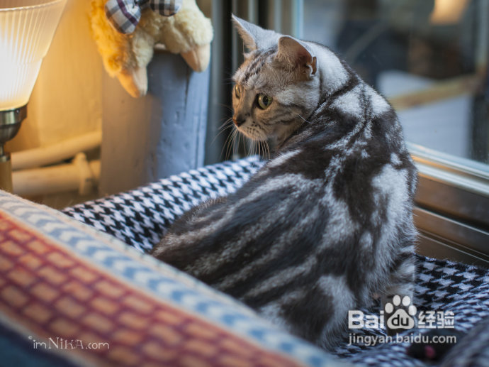 【台湾探店】复古混搭空间邂逅百变萌喵，自然醒咖啡公寓