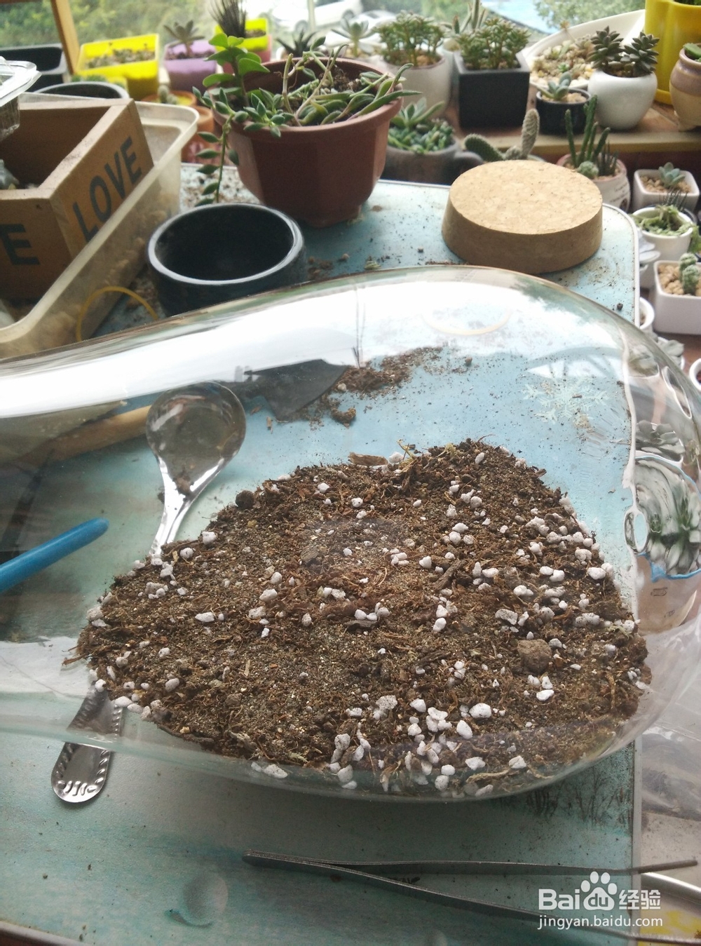 苔藓植物微景观制作步骤