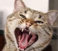 猫咪喜欢咬人的原因及解决方法