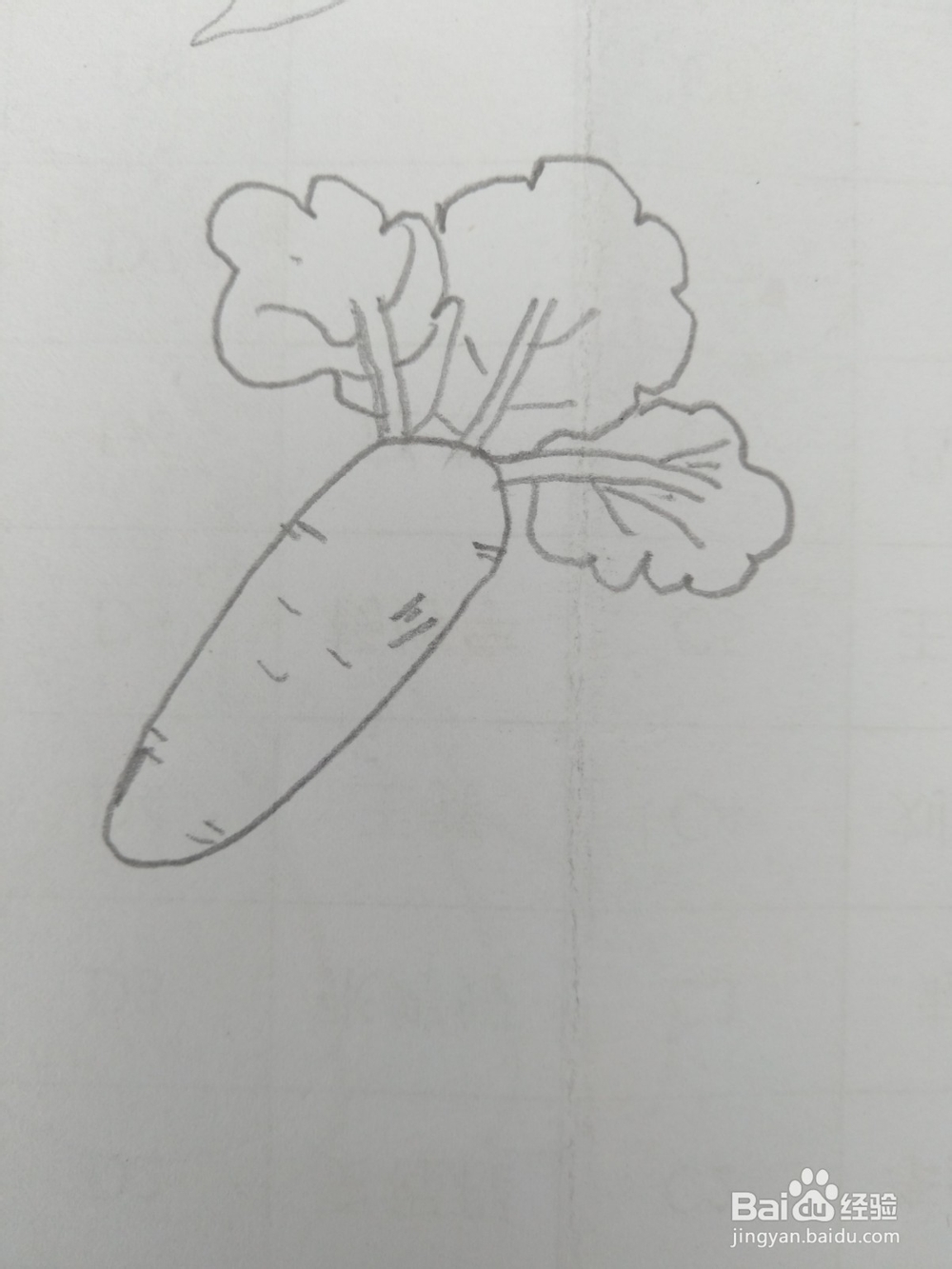 简笔画胡萝卜画法五