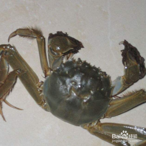 保存螃蟹的方法