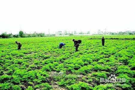 白芷的种植方法